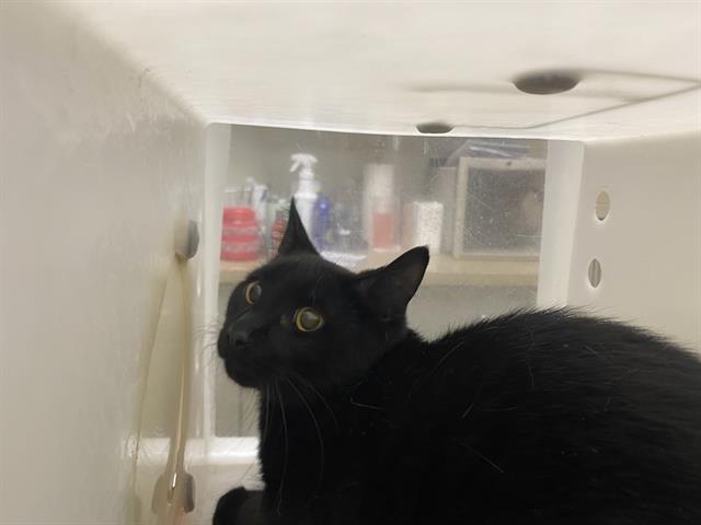 Shelter Stray Unknown Cat last seen Near BLOCK N 30TH ST, 3839 W Burnham St, West Milwaukee, WI 53215, USA