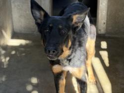 Shelter Stray Female Dog last seen , 1850 W 60th St, Los Angeles, CA 90047, USA