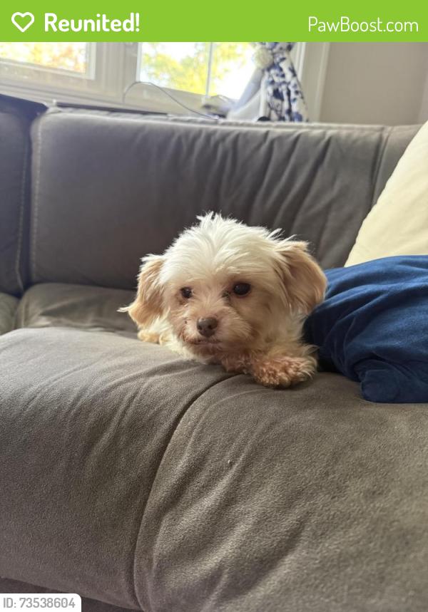 Reunited Female Dog last seen Terry rd, old nichols rd, motor prky, Ronkonkoma, NY 11779