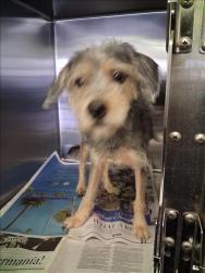 Shelter Stray Male Dog last seen , 1850 W 60th St, Los Angeles, CA 90047, USA