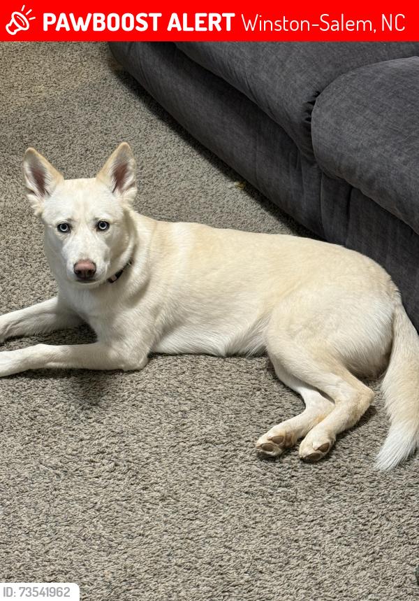 Lost Female Dog last seen Becks Ch Rd & Murray rd., Winston-Salem, NC 27106