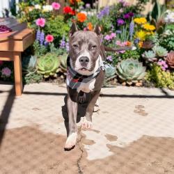Shelter Stray Female Dog last seen Near BLOCK VICTOR ST, BAKERSFIELD CA 93308, 3951 Fruitvale Ave, Bakersfield, CA 93308, USA
