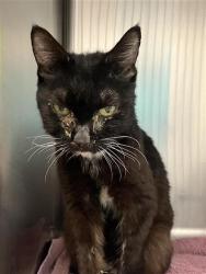 Shelter Stray Female Cat last seen Near BLOCK W GARLAND AVE, FRESNO CA 93705 2308, 5277 E Airways Blvd, Fresno, CA 93727, USA
