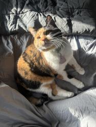 Lost Female Cat last seen Bowlocity, Rochester, MN 55906