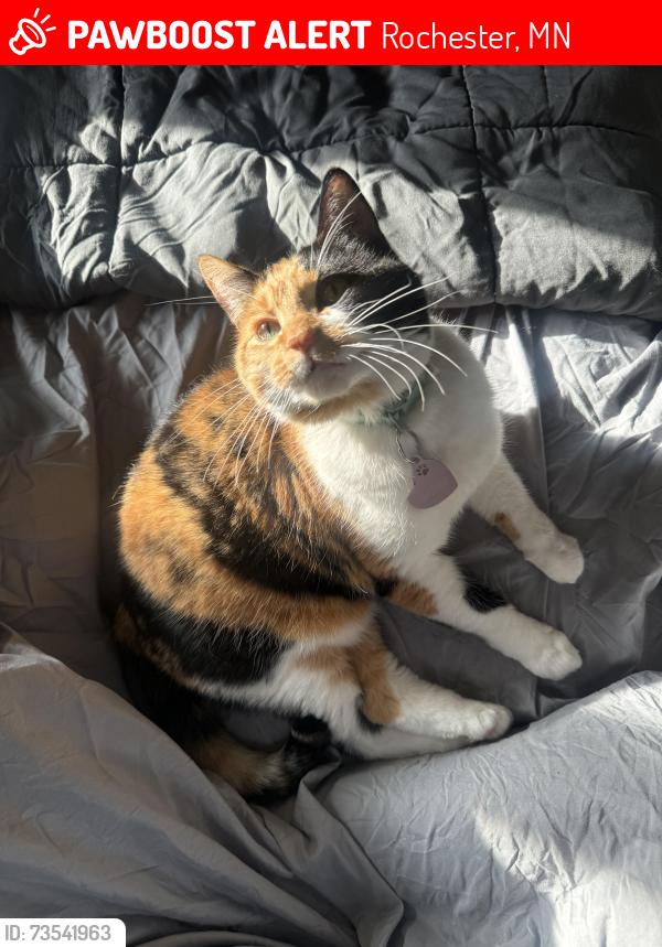 Lost Female Cat last seen Bowlocity, Rochester, MN 55906