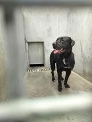 Shelter Stray Male Dog last seen , West Valley Animal Shelter, 20655 Plummer St, Chatsworth, CA 91311, USA