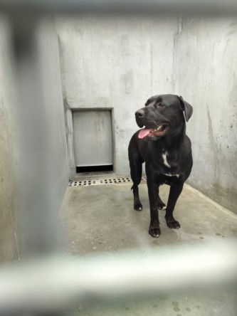 Shelter Stray Male Dog last seen , West Valley Animal Shelter, 20655 Plummer St, Chatsworth, CA 91311, USA