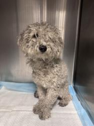 Shelter Stray Female Dog last seen , West Valley Animal Shelter, 20655 Plummer St, Chatsworth, CA 91311, USA