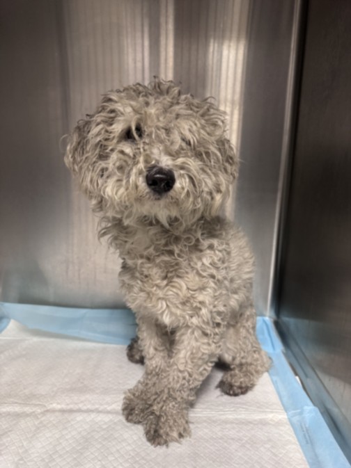 Shelter Stray Female Dog last seen , West Valley Animal Shelter, 20655 Plummer St, Chatsworth, CA 91311, USA
