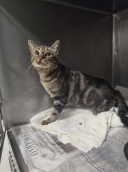 Shelter Stray Male Cat last seen , West Valley Animal Shelter, 20655 Plummer St, Chatsworth, CA 91311, USA