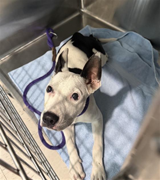Shelter Stray Female Dog last seen Near BLK SOUTH ST, LONG BEACH, CA 90805, 7700 E Spring St, Long Beach, CA 90815, USA