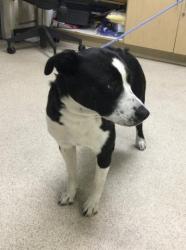 Shelter Stray Female Dog last seen LINCOLN AVE\ MONROE ST, RIVERSIDE, CA 92504, 6851 Van Buren Boulevard, Jurupa Valley, CA 92509, USA
