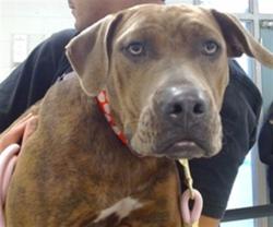 Shelter Stray Female Dog last seen SHARTEL AVE & NW 4TH ST, 2811 SE 29th St, Oklahoma City, OK 73129, USA