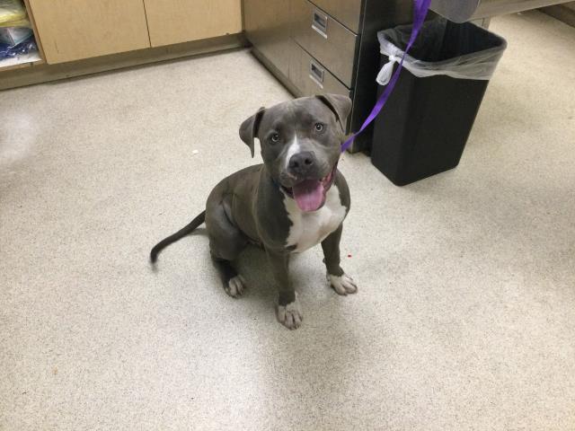 Shelter Stray Male Dog last seen Near BLOCK WARREN RD, RIVERSIDE, CA, 6851 Van Buren Boulevard, Jurupa Valley, CA 92509, USA