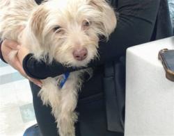 Shelter Stray Female Dog last seen , 2811 SE 29th St, Oklahoma City, OK 73129, USA