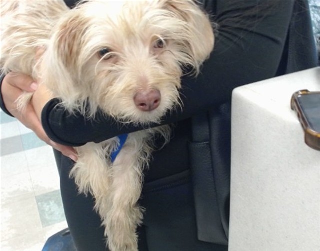 Shelter Stray Female Dog last seen , 2811 SE 29th St, Oklahoma City, OK 73129, USA