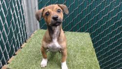 Shelter Stray Male Dog last seen , 11258 Garfield Ave, Downey, CA 90242, USA