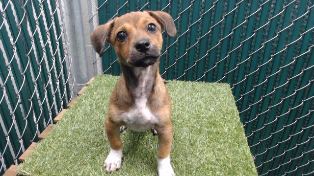 Shelter Stray Male Dog last seen , 11258 Garfield Ave, Downey, CA 90242, USA
