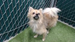 Shelter Stray Male Dog last seen , 11258 Garfield Ave, Downey, CA 90242, USA