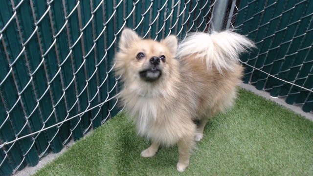 Shelter Stray Male Dog last seen , 11258 Garfield Ave, Downey, CA 90242, USA