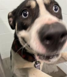 Shelter Stray Male Dog last seen THRILL HILL RD UMATILLA, 12280 County Rd 448, Tavares, FL 32778, USA