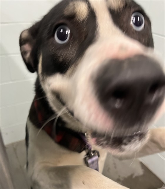 Shelter Stray Male Dog last seen THRILL HILL RD UMATILLA, 12280 County Rd 448, Tavares, FL 32778, USA
