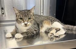 Shelter Stray Female Cat last seen Near BLOCK FRANKLIN AVE E, MINNEAPOLIS MN 55404, 212 17th Ave N, Minneapolis, MN 55411, USA