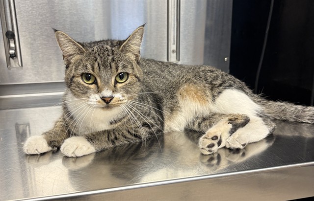 Shelter Stray Female Cat last seen Near BLOCK FRANKLIN AVE E, MINNEAPOLIS MN 55404, 212 17th Ave N, Minneapolis, MN 55411, USA