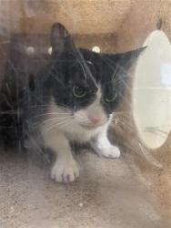 Shelter Stray Female Cat last seen FELL ST & LONGSHORE DR, 2127 Front St, Sacramento, CA 95818, USA