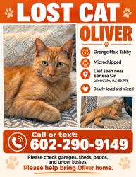 Lost Male Cat last seen 43rd Ave & Bell Rd, Glendale, AZ 85308