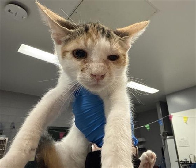 Shelter Stray Male Cat last seen Near BLOCK N PACHETA SQ, THOUSAND PALMS CA 92276, 72050 Pet Land Pl, Thousand Palms, CA 92276, USA