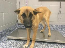 Shelter Stray Male Dog last seen Near BLOCK DALE KILER RD, MECCA, CA, 72050 Pet Land Pl, Thousand Palms, CA 92276, USA