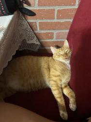 Lost Male Cat last seen Shannon Hill, Greensboro, NC 27406