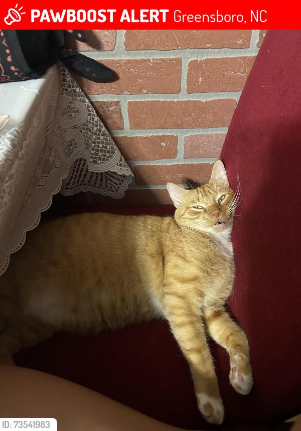 Lost Male Cat last seen Shannon Hill, Greensboro, NC 27406
