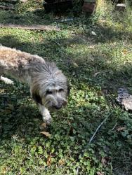 Found/Stray Male Dog last seen Audubon Park, Memphis, TN 38152