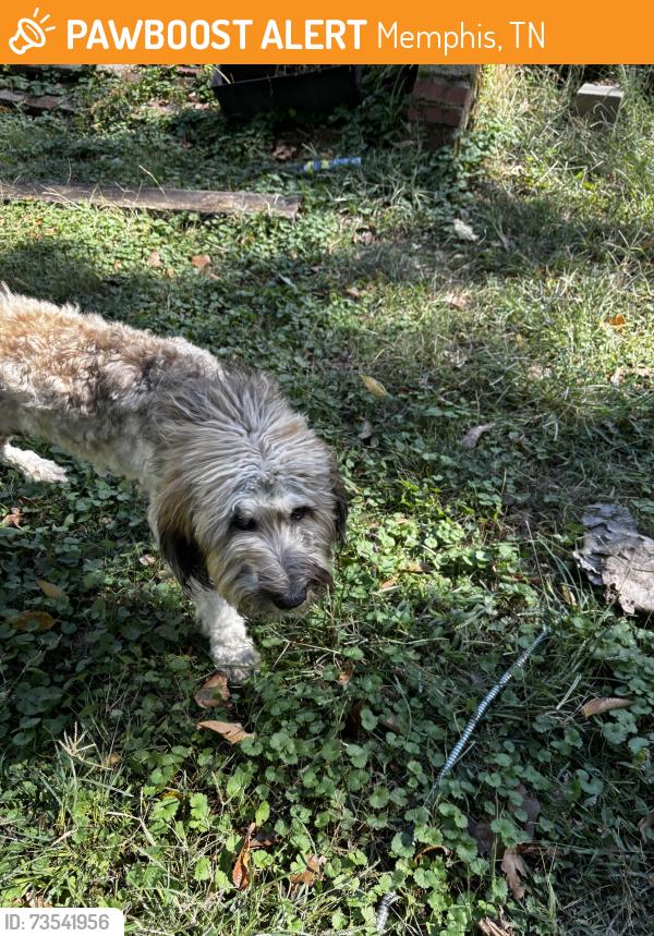 Found/Stray Male Dog last seen Audubon Park, Memphis, TN 38152