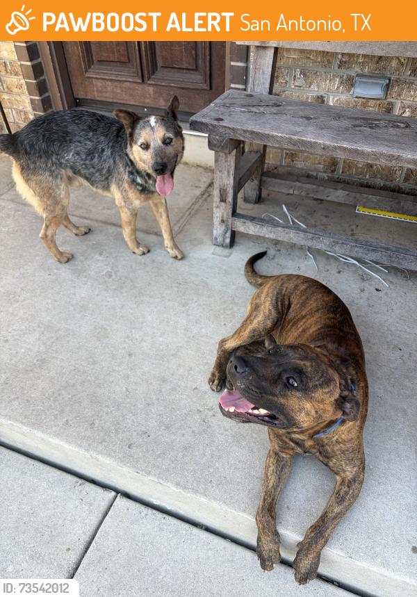 Found/Stray Male Dog last seen Culebra meat market on nacodoghes, San Antonio, TX 78247