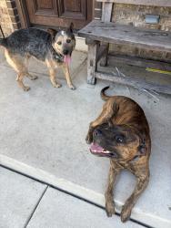Found/Stray Male Dog last seen Culebra meat market on nacodoghes, San Antonio, TX 78247