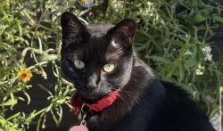 Reunited Female Cat last seen Zante Way, Lochbuie, CO 80603