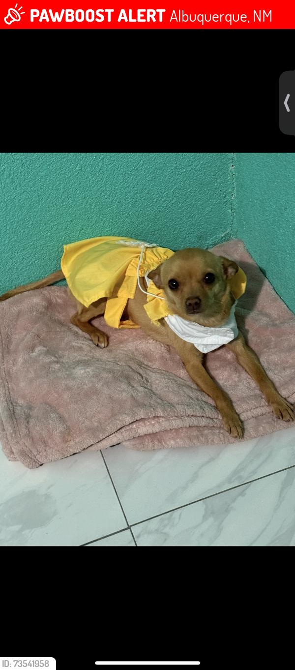 Lost Female Dog last seen Near Lily se 87102, Albuquerque, NM 87102