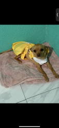 Lost Female Dog last seen Near Lily se 87102, Albuquerque, NM 87102