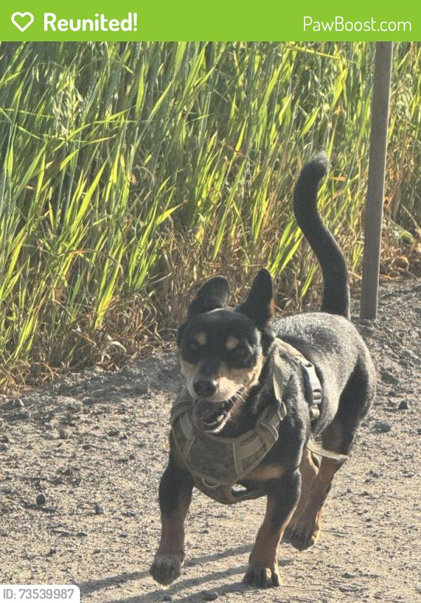 Reunited Male Dog last seen Coffee and Celeste, Modesto, CA 95355