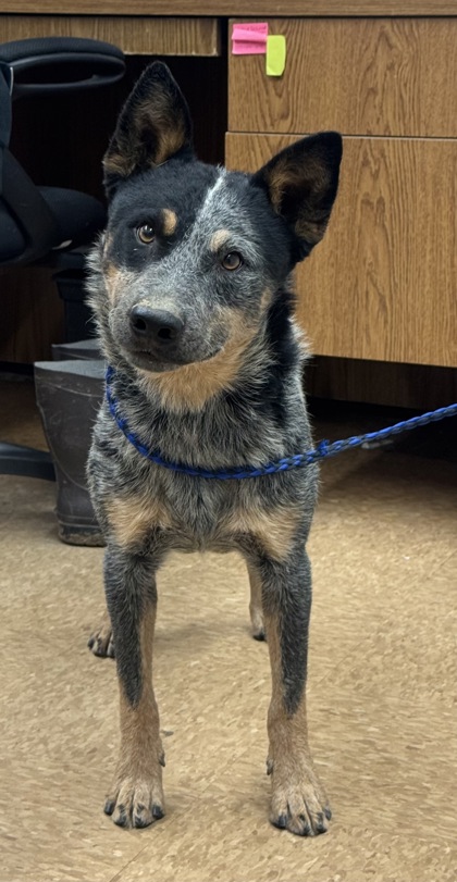 Shelter Stray Male Dog last seen Near Georgia P, Madera County, CA, 205 Tozer St, Madera, CA 93638, USA