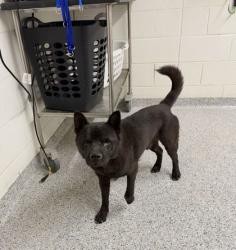 Shelter Stray Male Dog last seen Clinton Hwy Hampton Inn, Knox County GP, TN, 3201 Division St, Knoxville, TN 37919, USA