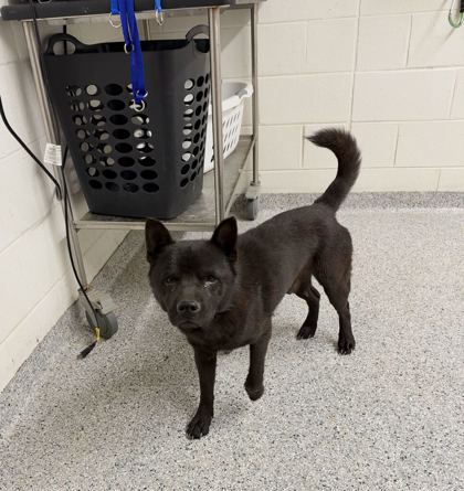 Shelter Stray Male Dog last seen Clinton Hwy Hampton Inn, Knox County GP, TN, 3201 Division St, Knoxville, TN 37919, USA