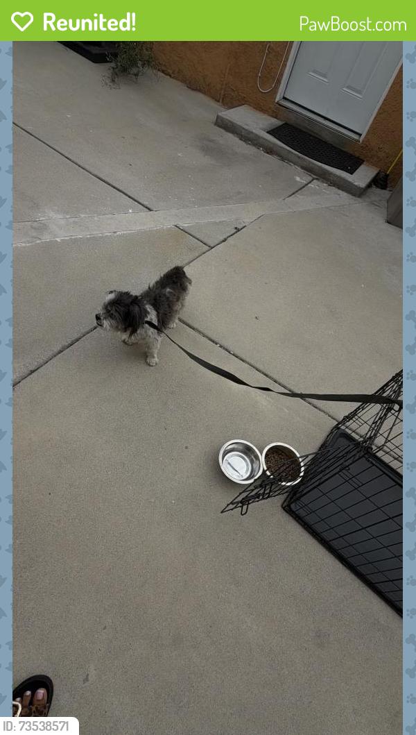 Reunited Male Dog last seen Delta, Long Beach, CA 90810