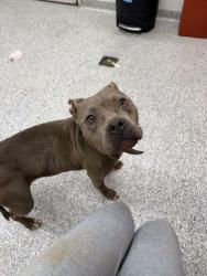 Shelter Stray Female Dog last seen Near Campfire Dr, Knox County GP, TN, 3201 Division St, Knoxville, TN 37919, USA