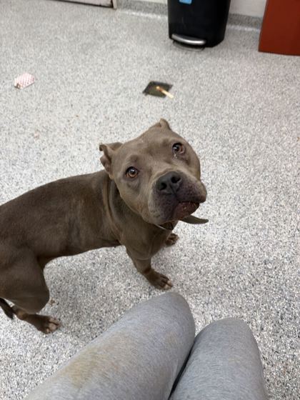 Shelter Stray Female Dog last seen Near Campfire Dr, Knox County GP, TN, 3201 Division St, Knoxville, TN 37919, USA