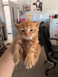 Shelter Stray Male Cat last seen Near Rocky Run Rd, New Bern,, 1639 Old Airport Rd, New Bern, NC 28562, USA
