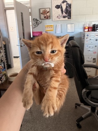Shelter Stray Male Cat last seen Near Rocky Run Rd, New Bern,, 1639 Old Airport Rd, New Bern, NC 28562, USA